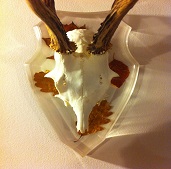 ecusson de chevreuil