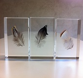 Faisan Colvert Perdrix